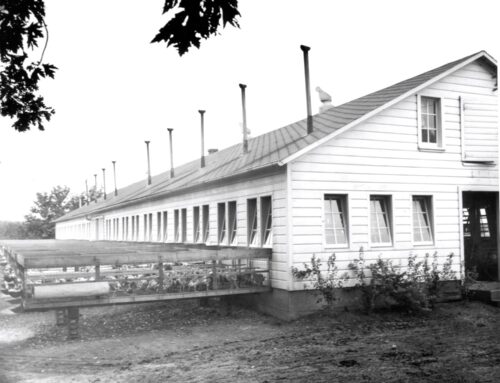 The Life of a Turkey Whisperer