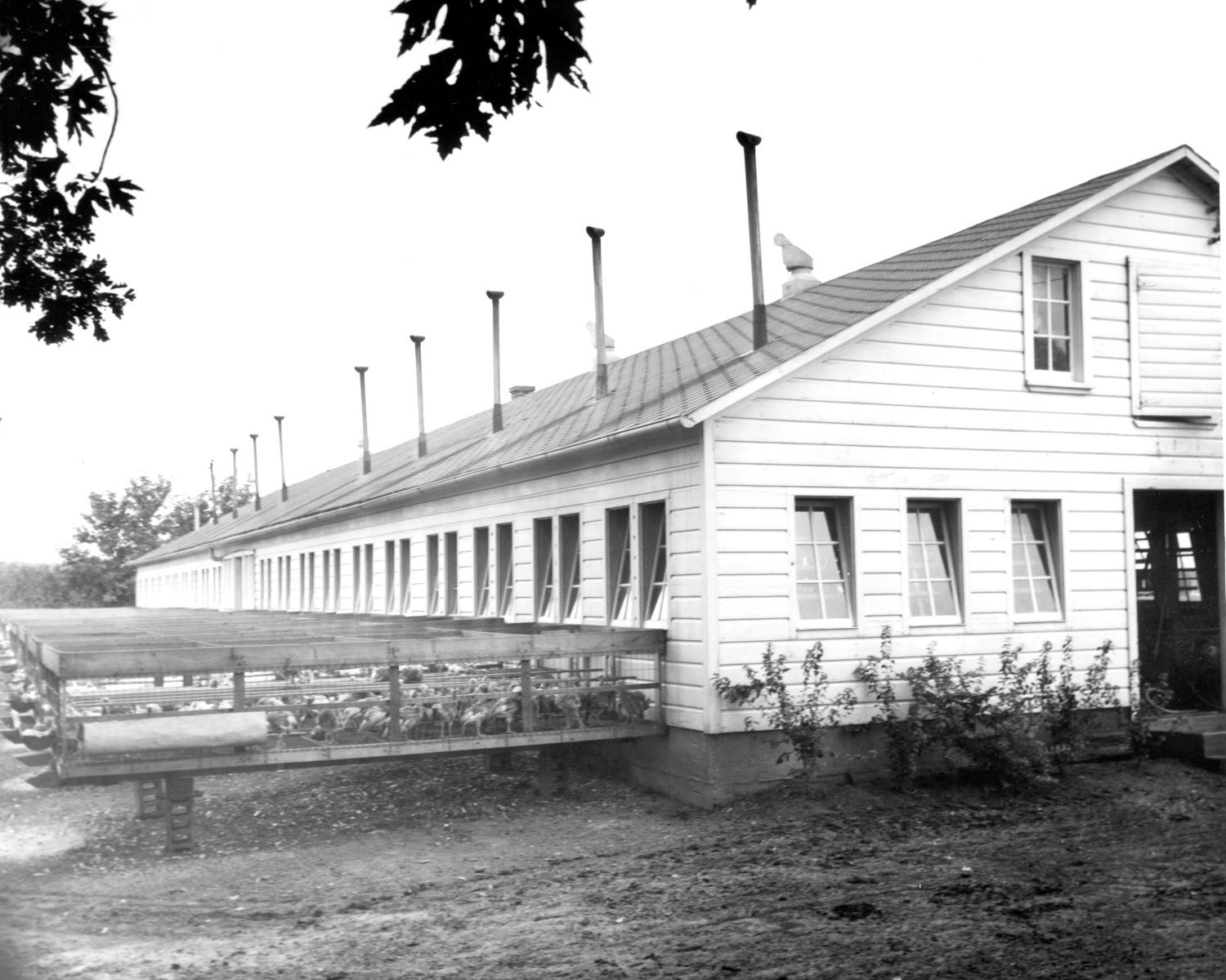 Leonard Sullivan turkey farm from Winona County Historical Society blog article