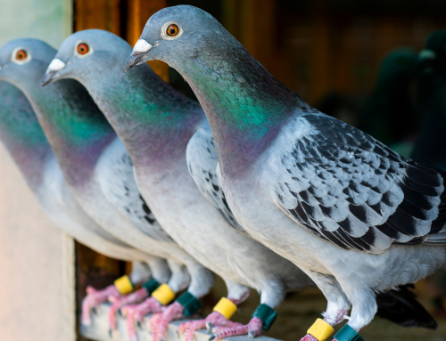 Pigeon Racing Part I: Who Doesn’t Love Pigeons?