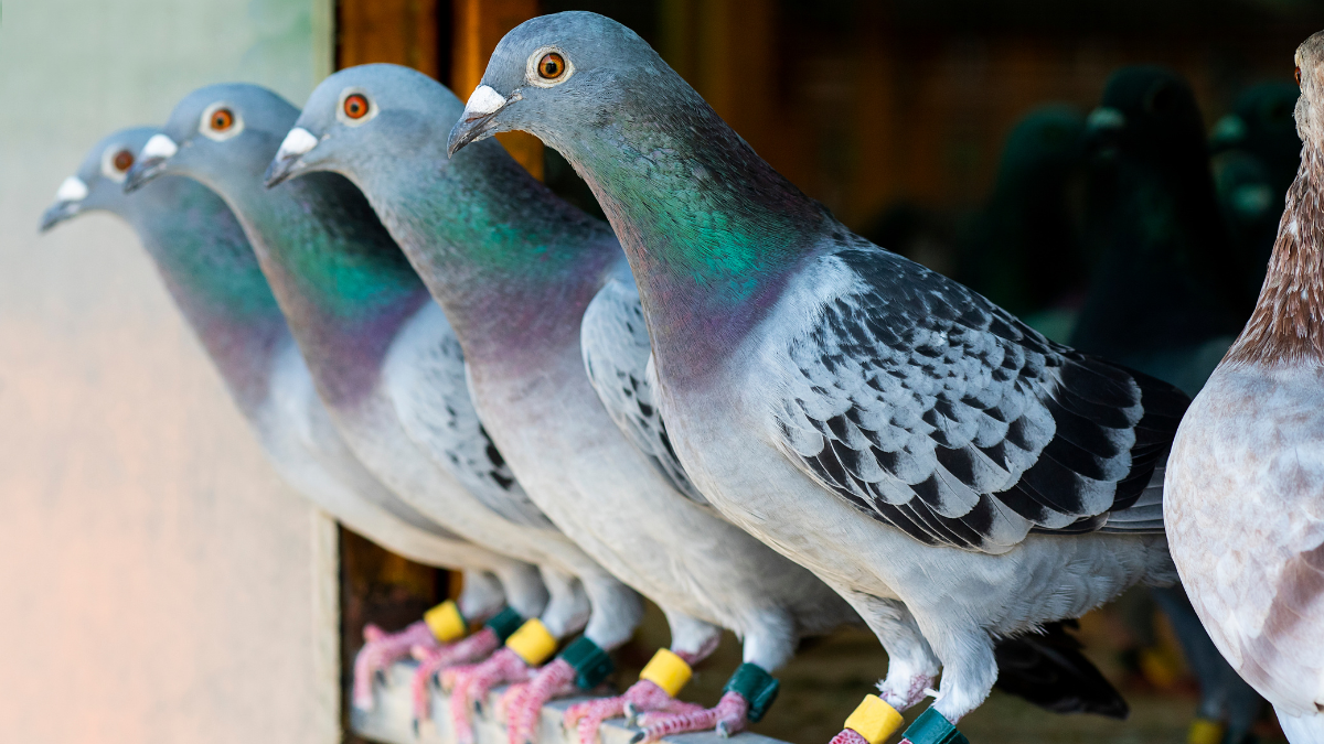 History of pigeon racing in Winona from Winona County History Center archives staff.