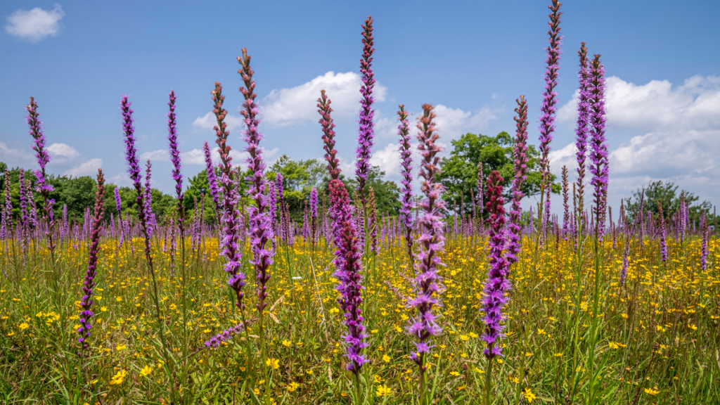 Meadow blazing star featured in the program "Incorporating Native Plants Into Home Gardens" hosted at Winona County Historical Society.